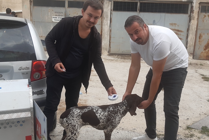 Pınarhisar'da Hayvanlar Kimliklendirilerek Kayıt Altına Alınıyor