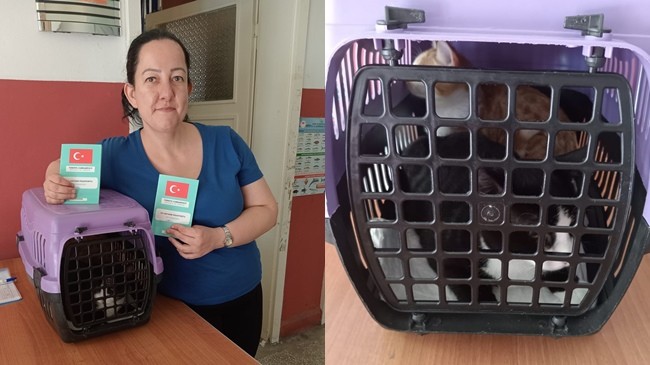 Babaeski İlçe Tarım ve Orman Müdürlüğü Teknik Personelleri Hayvanlara Çip Uyguluyor
