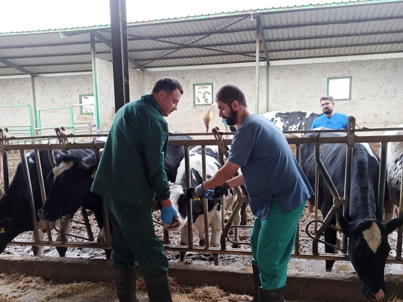 Lüleburgaz'da Düşen Hayvan Küpelerinin Takılma Çalışmaları Devam Ediyor
