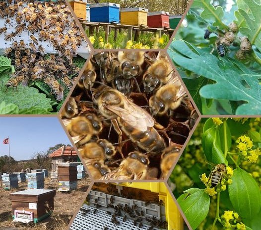 Trakya Arısı, Yerinde Koruma ve Desteklenme Kapsamına Alındı