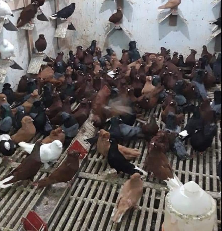 Edirne'de Kuş Mezatları Büyük İlgi Görüyor