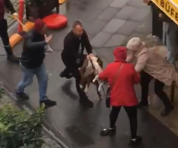 Kucağındaki köpeğe pitbull saldırdı; o anlar kamerada