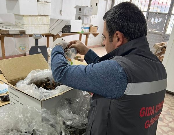 Trüf Mantarı İhracatı Öncesi Numune Toplanıyor
