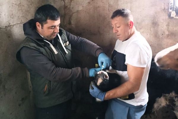 Vize İlçesinde Hayvan Sağlığı İçin Önleyici Aşılamalar Devam Ediyor