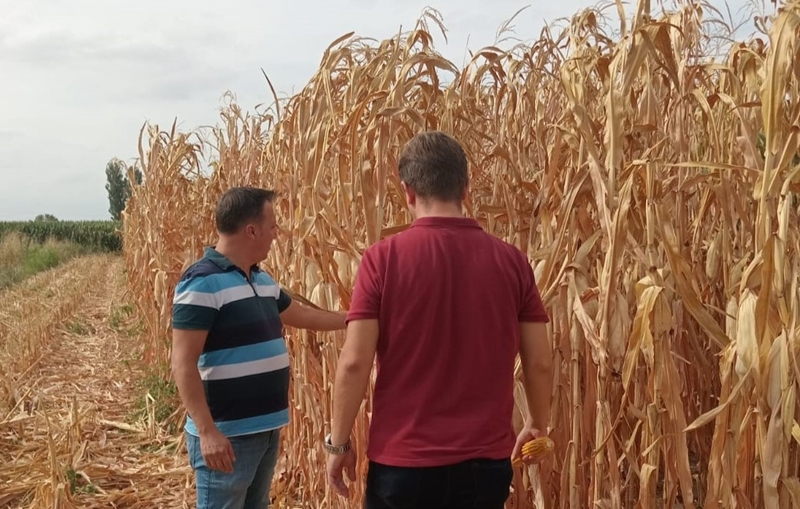 Yerli ve Milli Mısır Çeşitleri Göz Dolduruluyor