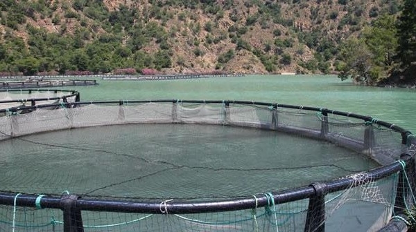 Su Ürünleri Yetiştiricilerine Önemli Destekler Sağlanacak