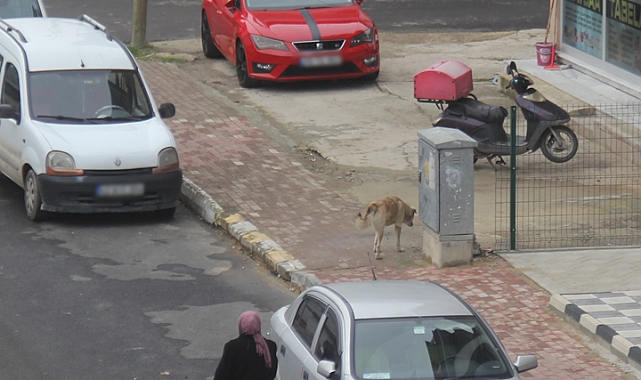 3 Ayaklı Köpeğin Dokunaklı Yaşam Mücadelesi