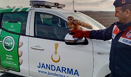 Jandarmanın bulduğu uçamayan peçeli baykuş, koruma altında
