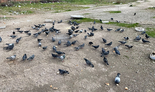 Kuşlara Kanat Açan Şehir Lüleburgaz