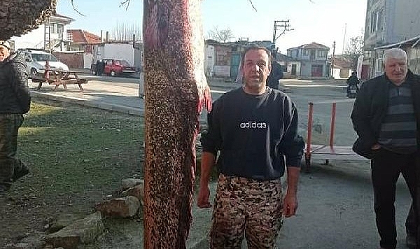 Meriç Nehri'nde 2 metre 30 santimlik yayın balığı yakaladı