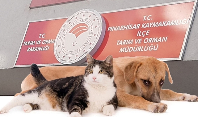 Başvuru Yapan Hayvan Sahipleri İçin Son Gün 30 Haziran