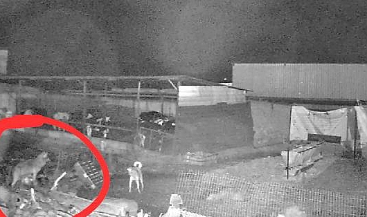 Edirne'de kurtlar indikleri köylerde 10 koyunu öldürdü
