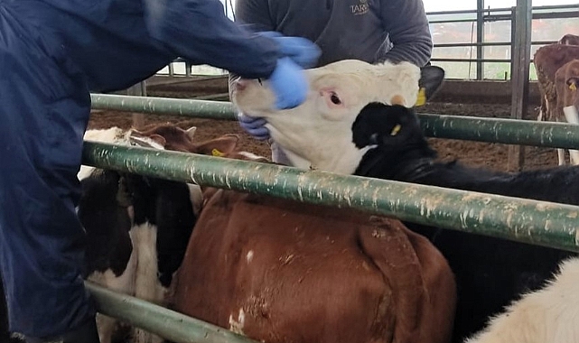 Kırklareli'de Brusella Aşısı Uygulamaları Hız Kesmeden Devam Ediyor