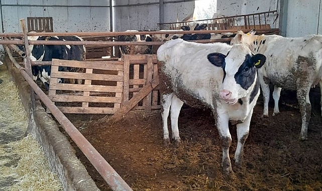Lüleburgaz İlçesinde İthal Besilik Sığır Talebi İncelemesi Devam Ediyor