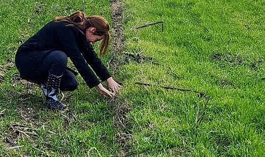 Pehlivanköy'de Tarla Fareleri İle Mücadele Devam Ediyor